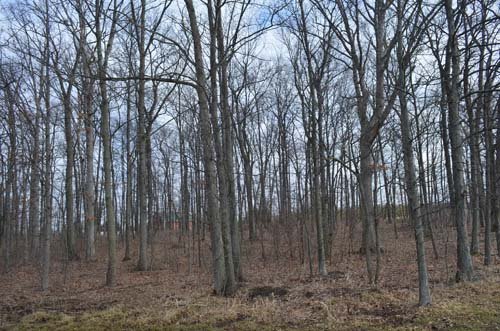 Property photo 74 - 98+/- Acres Offered in 6 Tracts or Combinations, Noble County, Indiana Farm